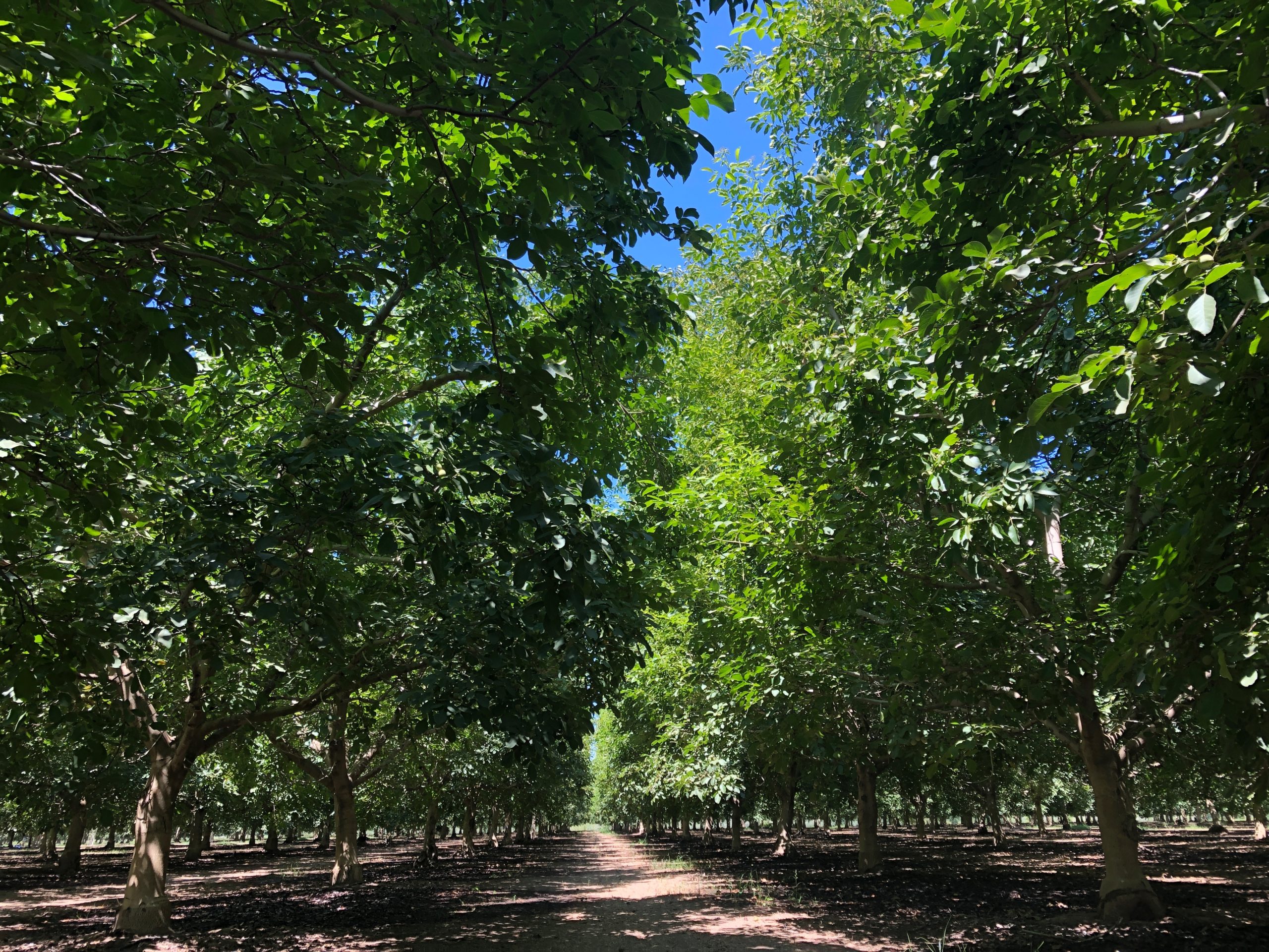 380 Acres Butte County Walnut & Almond Orchard Cornerstone Land Co