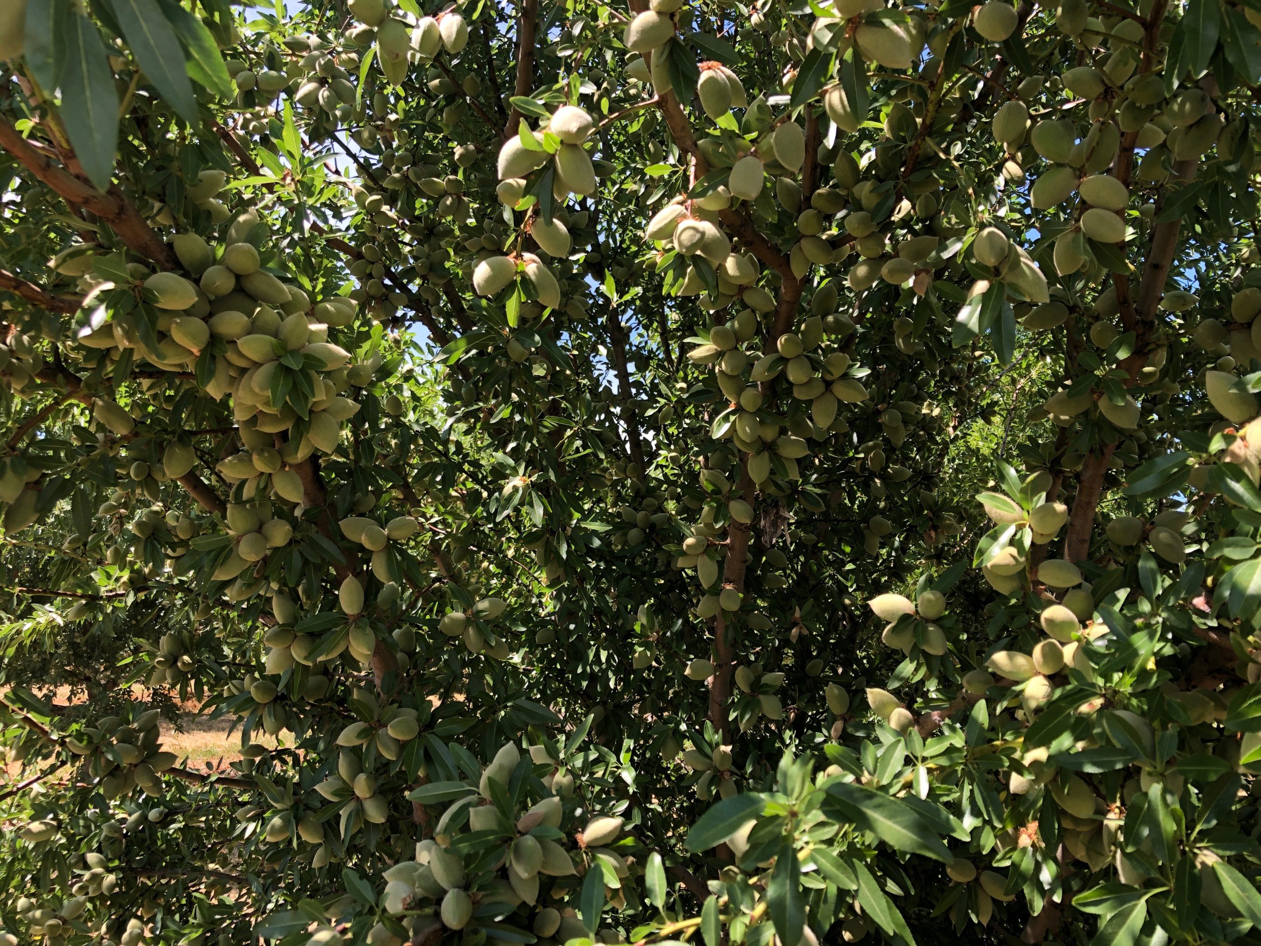 399 Acres Yolo County Almond Orchard Cornerstone Land Co