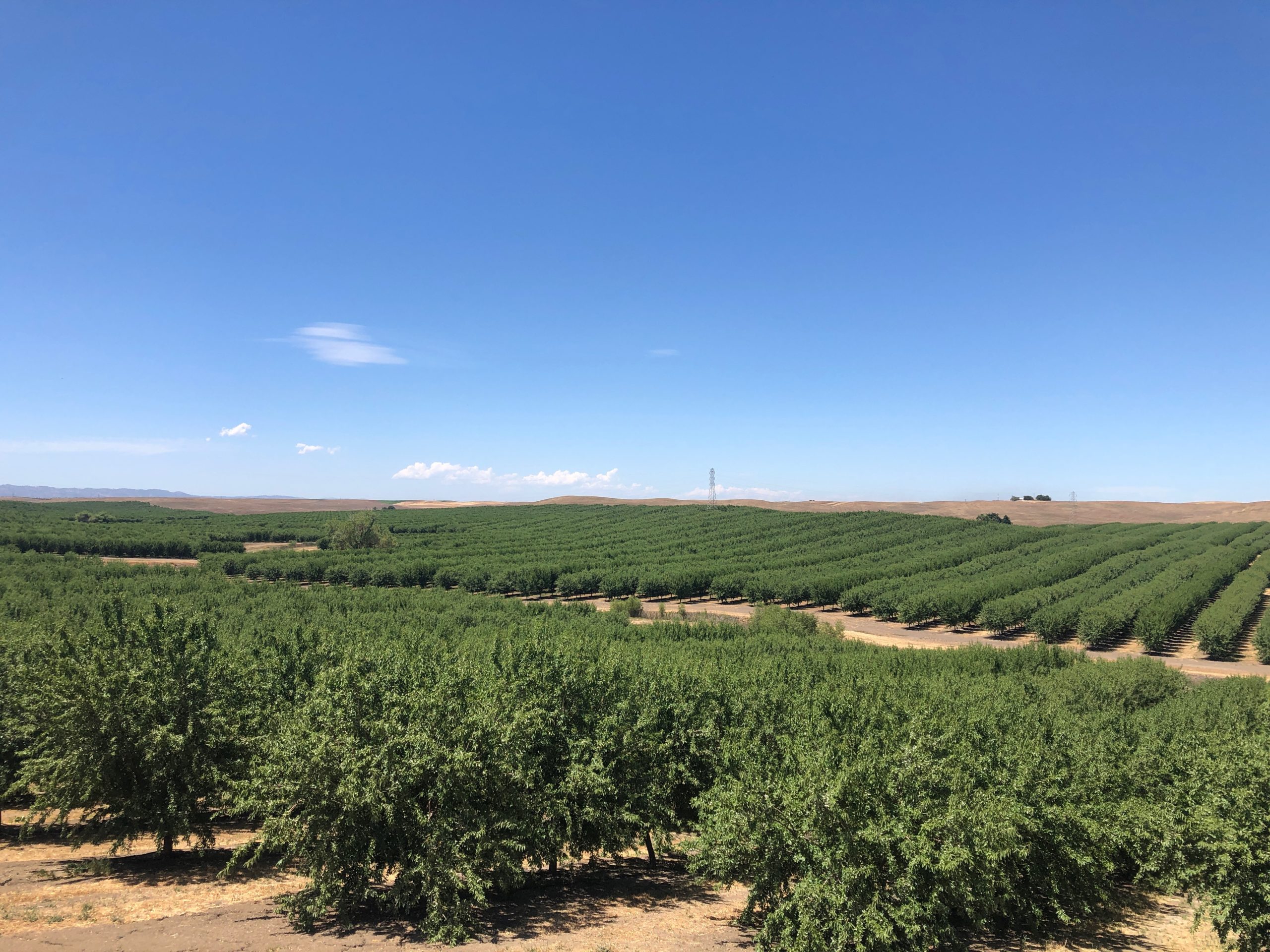 687 Acres Yolo County Almond Orchards Cornerstone Land Co