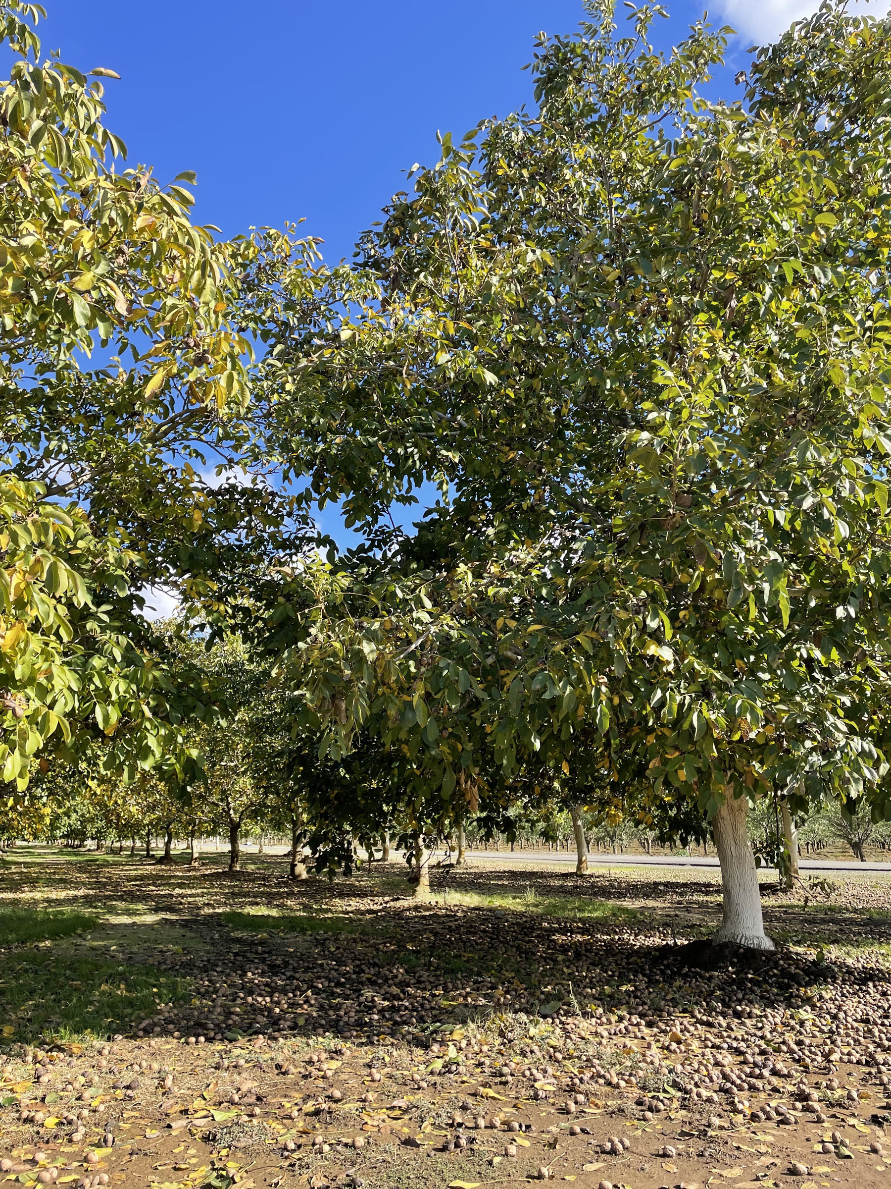 Yuba County Walnut Orchard Cornerstone Land Co
