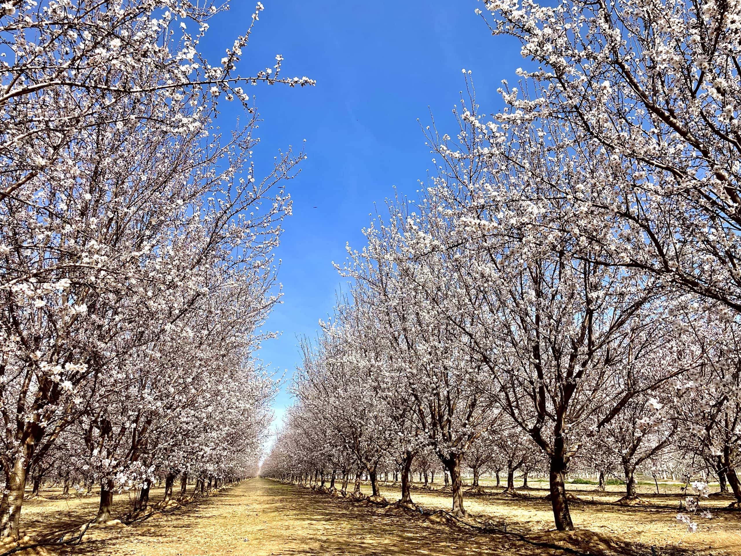 110 +/ Acres High Yielding Almond Orchards & Chandler Walnut Orchard